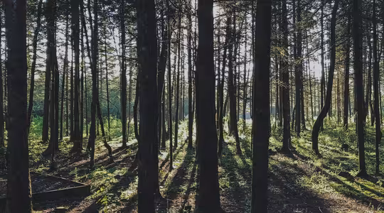 Sollyset strømmer gennem en tæt skov af høje træer og kaster lange skygger på den mosbevoksede jord. Scenen fremkalder en følelse af ro og naturlig skønhed.
